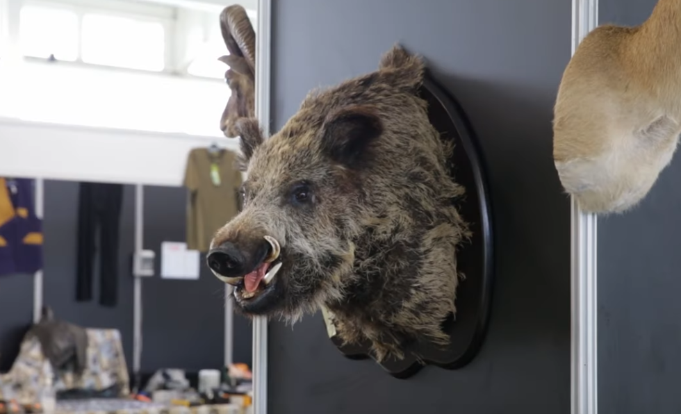 Arte da taxidermia é das maiores atratividades da Feira da Caça em Mértola - 16 de Junho, 2025 1 Feira da Caça 2021 - Rádio Pax 2025