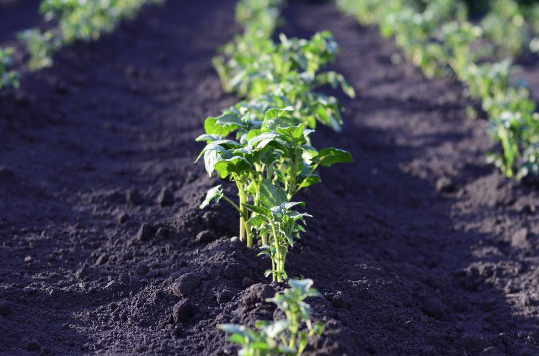 CDU de Moura contesta restrições à atividade agrícola