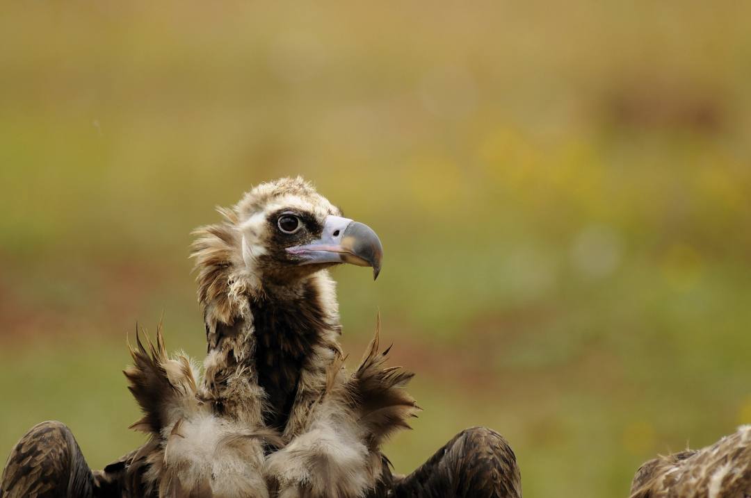 Foto: Bruno Berthemy/ Vulture Conservation Foundation