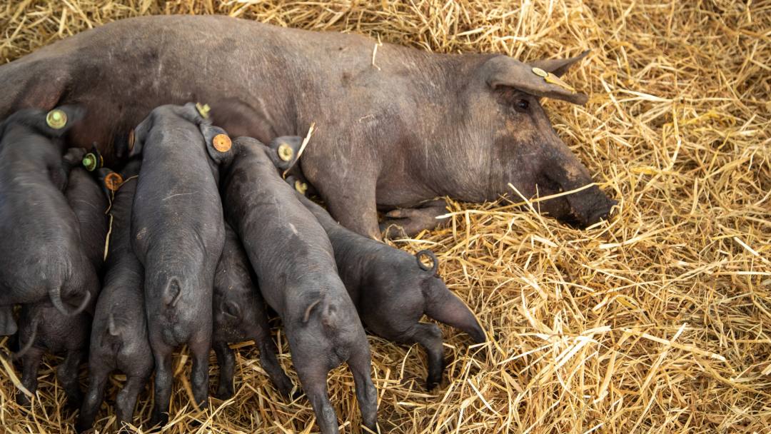 Ourique agradece presença na Feira do Porco Alentejano