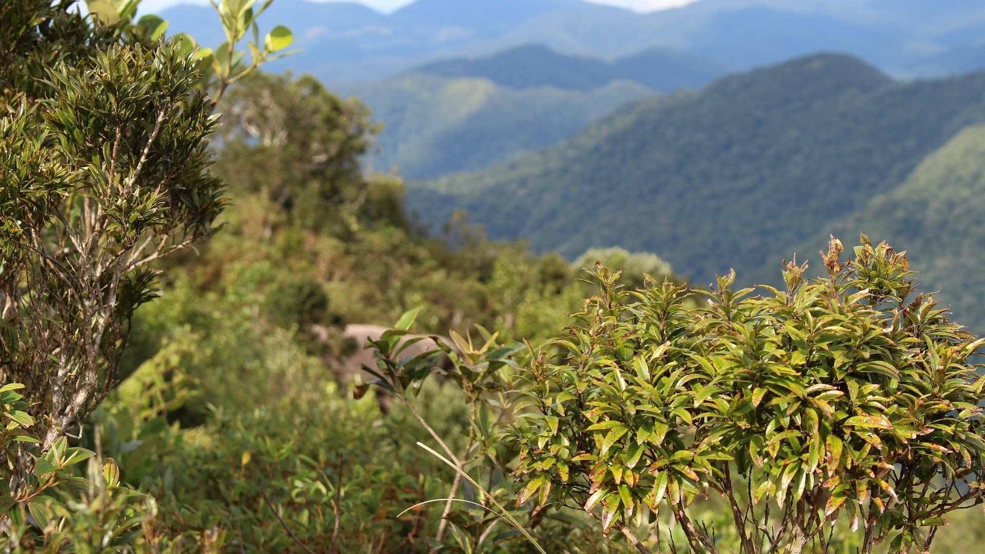 Beja é dos distritos onde mais proprietários fazem limpeza dos terrenos florestais