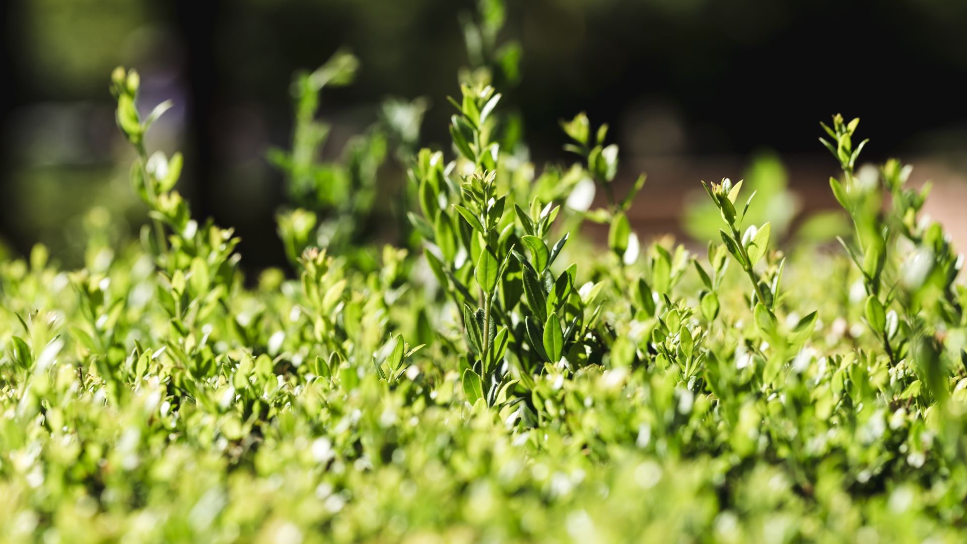 Beja debate necessidade de incluir “mais natureza” na agricultura