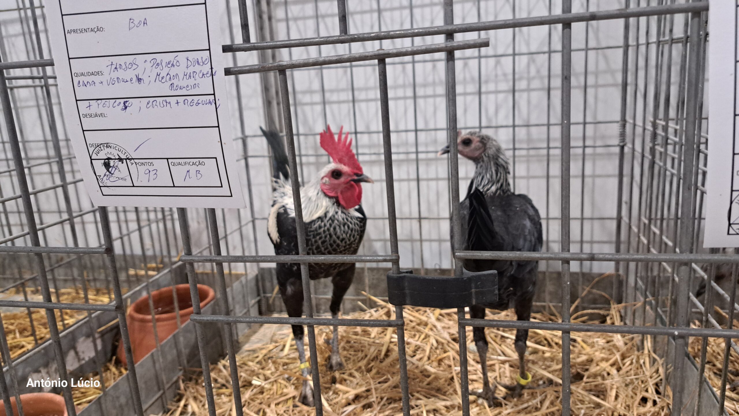 Mais de mil aves em exposição (com vídeo)