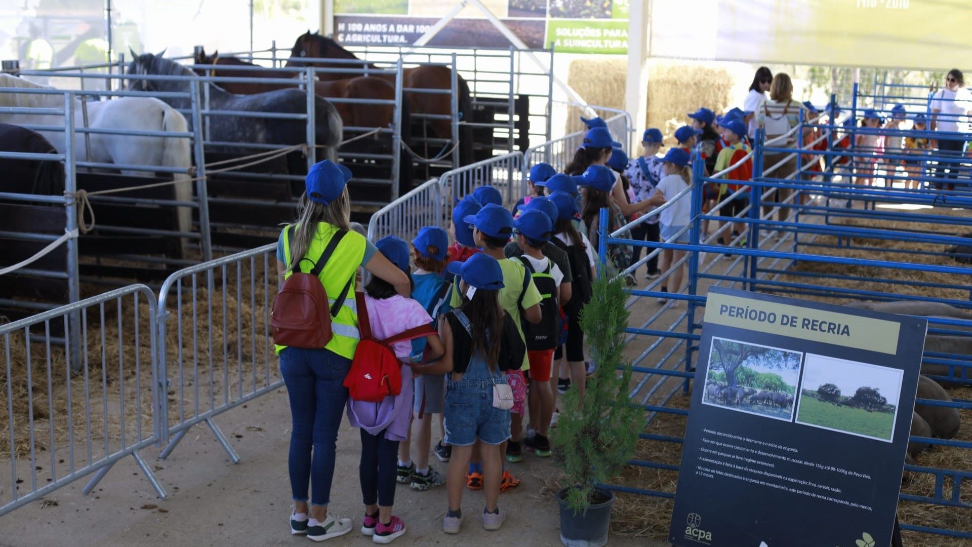 Feira de Garvão apresenta o melhor do mundo rural