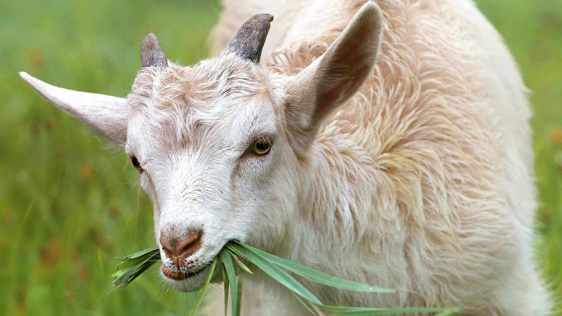 INE assegura que há “grande disponibilidade de matéria verde” para o gado