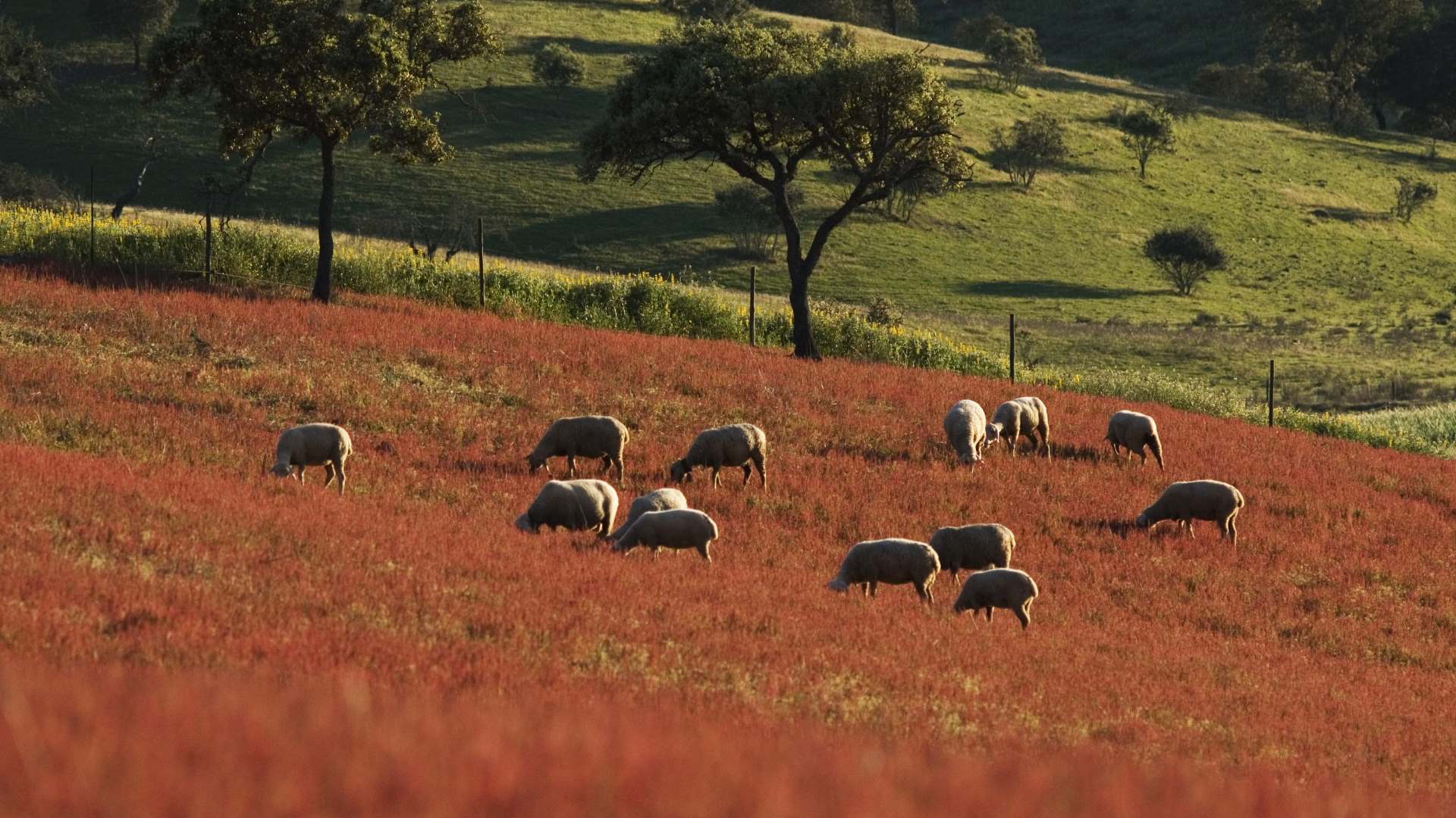Montado da Serra de Serpa reconhecido como Património Agrícola Mundial