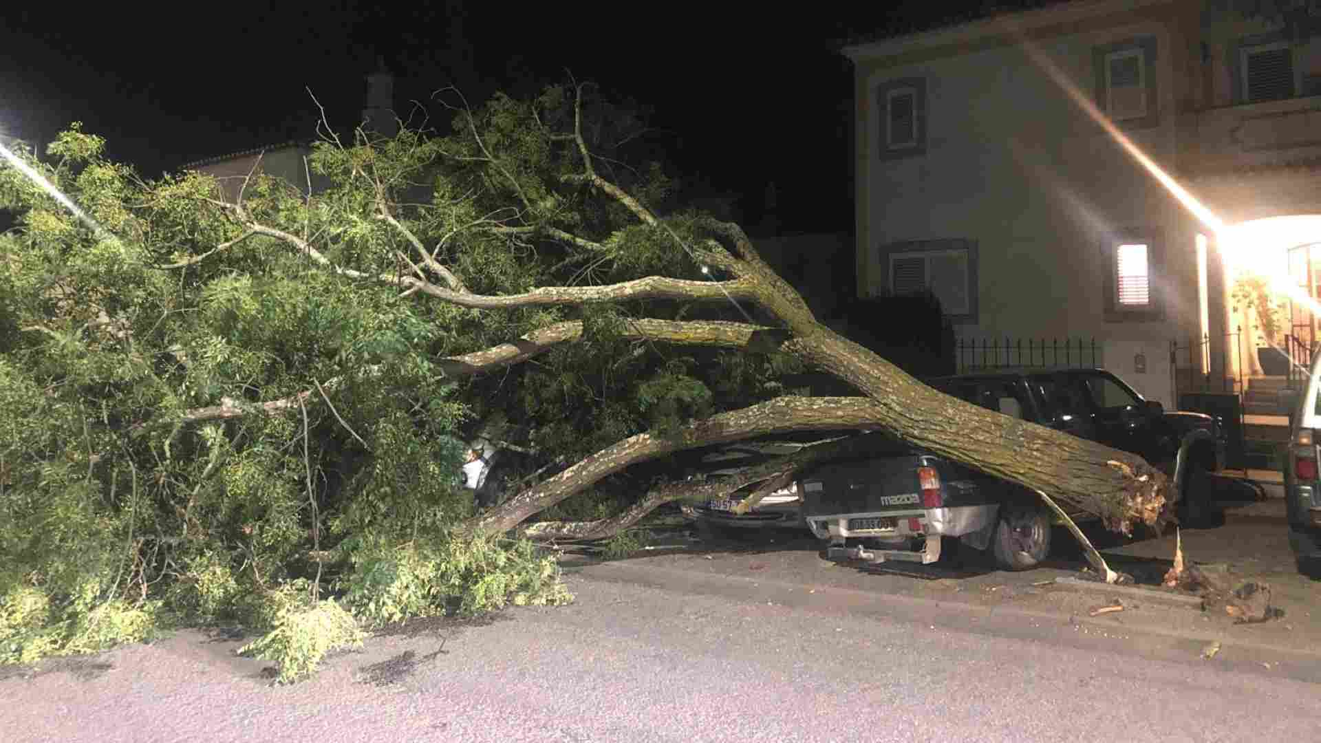 Tragédia à vista em Beja: árvore gigante cai e destrói viaturas na Quinta D'el Rey (com vídeo) - 14 de Dezembro, 2025 arvore carro 1 - Rádio Pax 2025