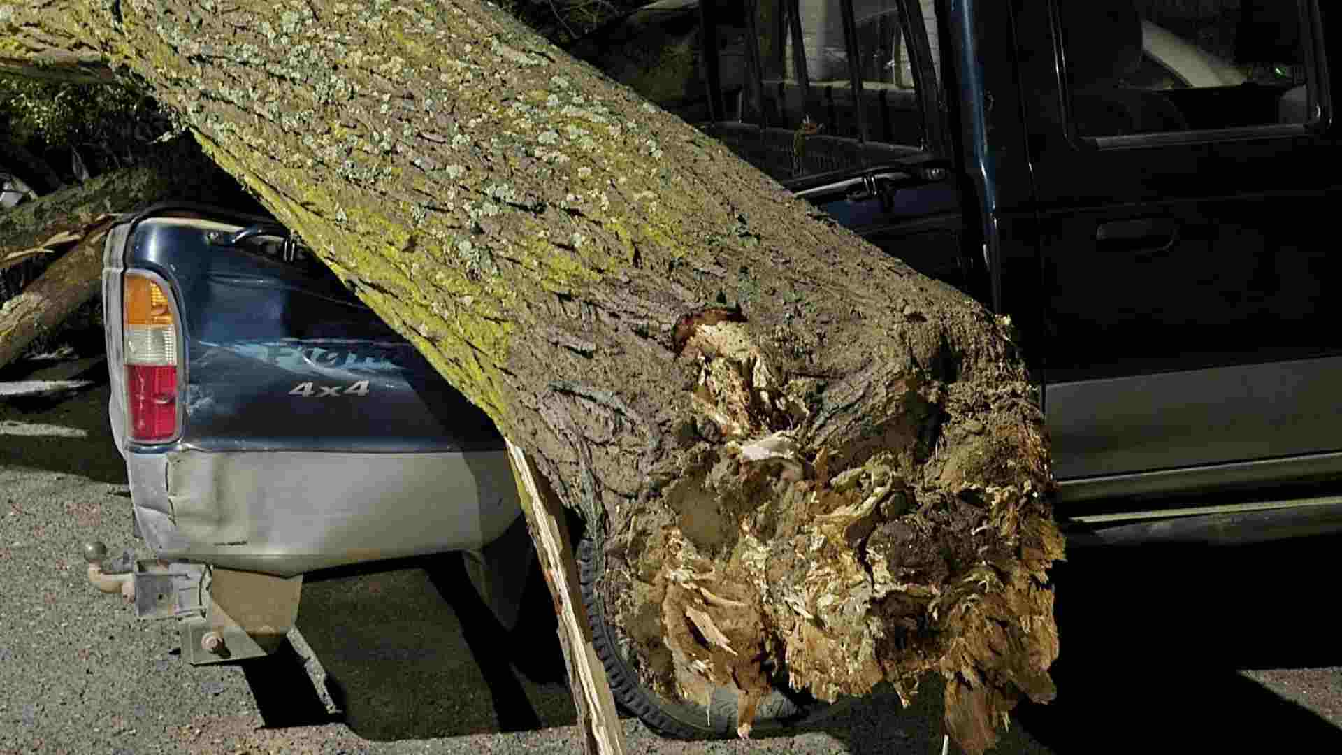 Tragédia à vista em Beja: árvore gigante cai e destrói viaturas na Quinta D'el Rey (com vídeo) - 14 de Dezembro, 2025 arvore carro 2 - Rádio Pax 2025