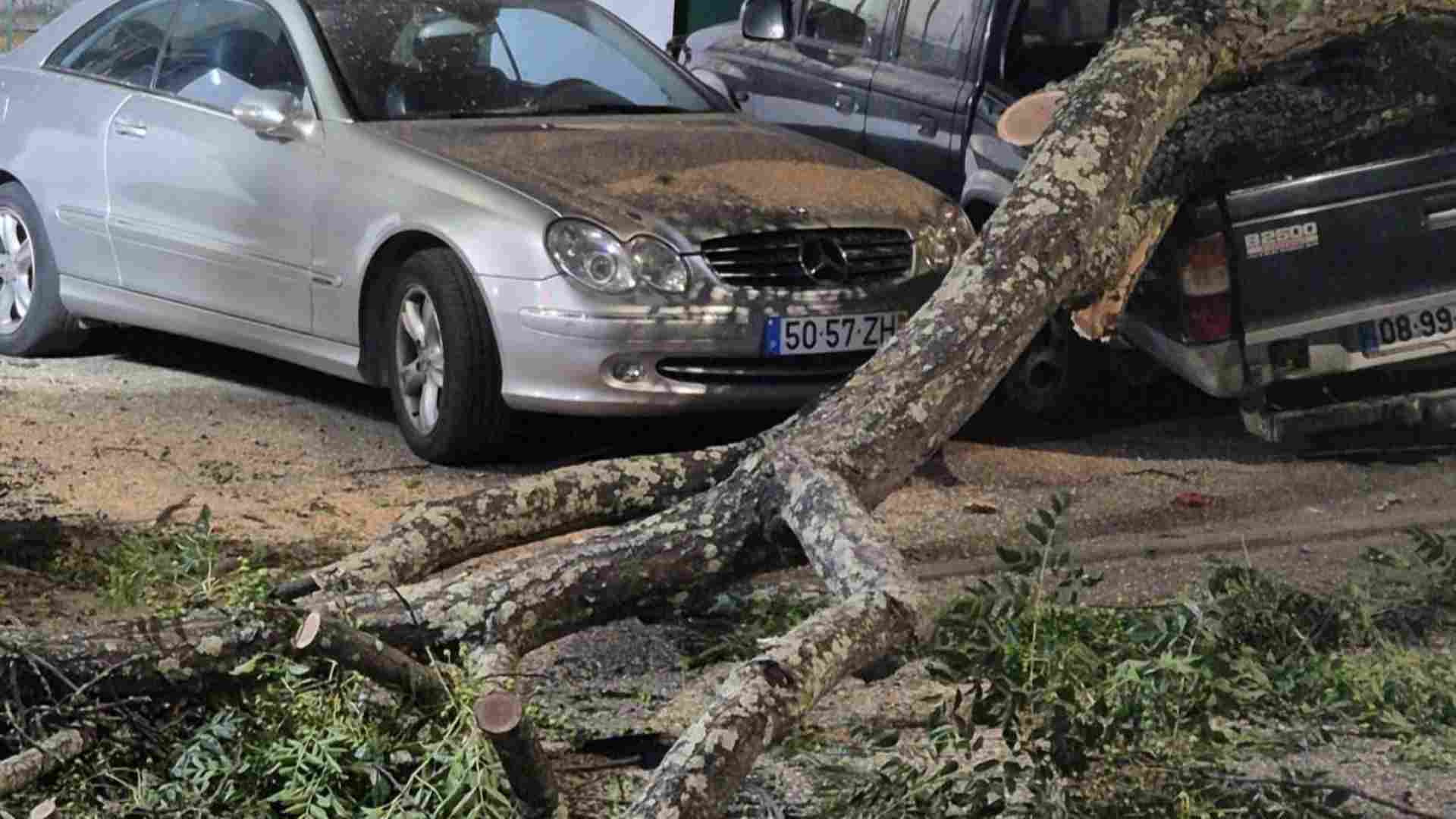 Tragédia à vista em Beja: árvore gigante cai e destrói viaturas na Quinta D'el Rey (com vídeo) - 14 de Dezembro, 2025 arvore carro 3 - Rádio Pax 2025