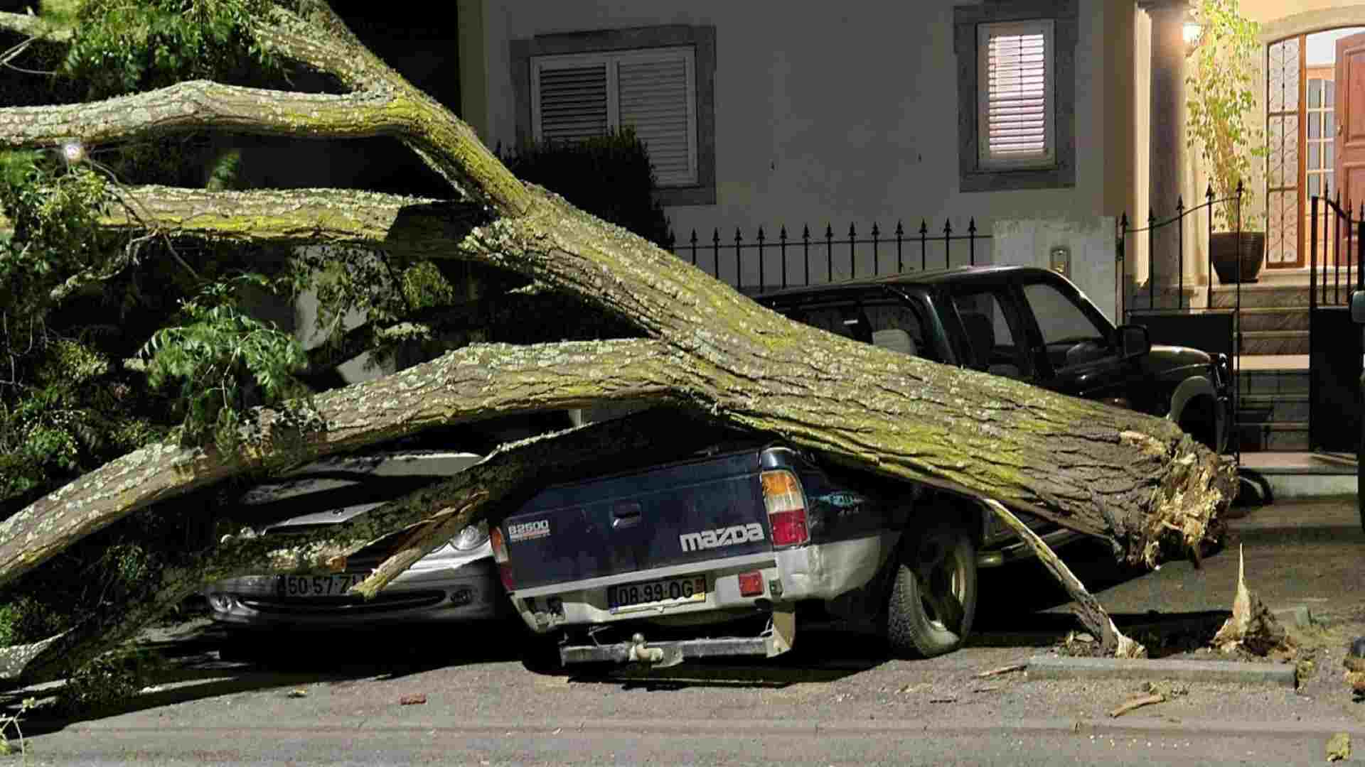 Tragédia à vista em Beja: árvore gigante cai e destrói viaturas na Quinta D'el Rey (com vídeo) - 14 de Dezembro, 2025 arvore carro 5 - Rádio Pax 2025