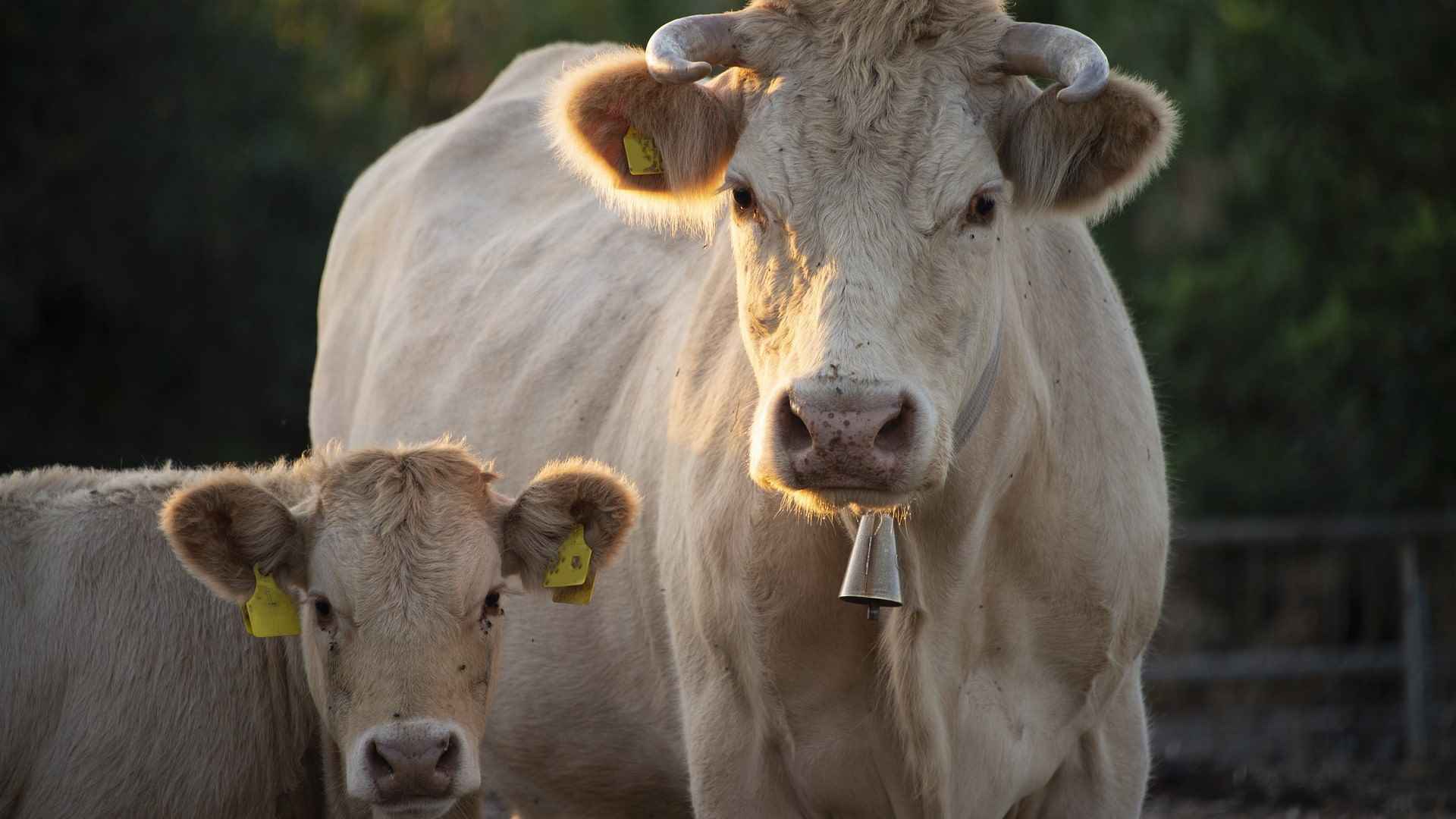 vacas - Rádio Pax 2025