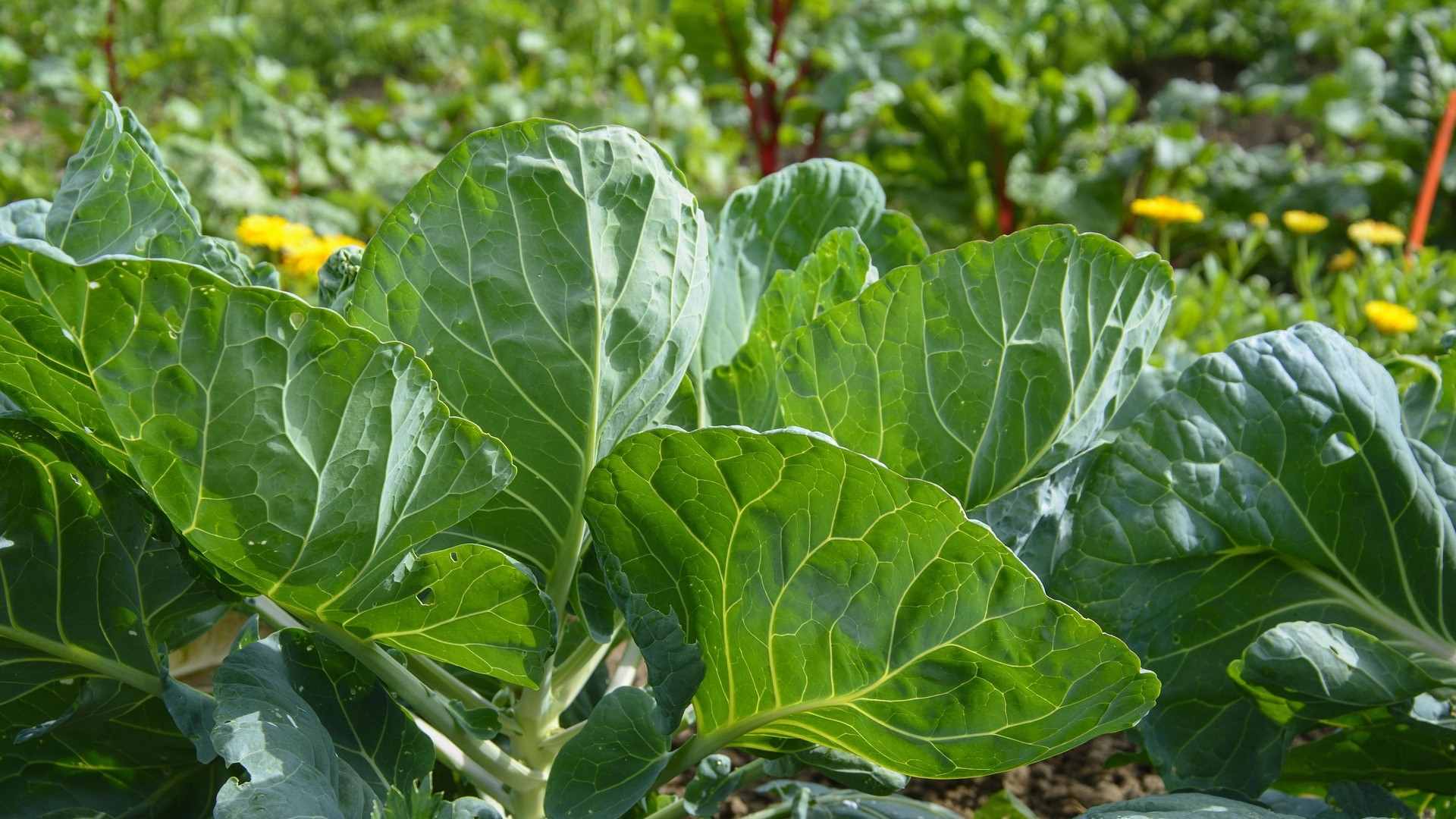 Hortas - Rádio Pax 2026