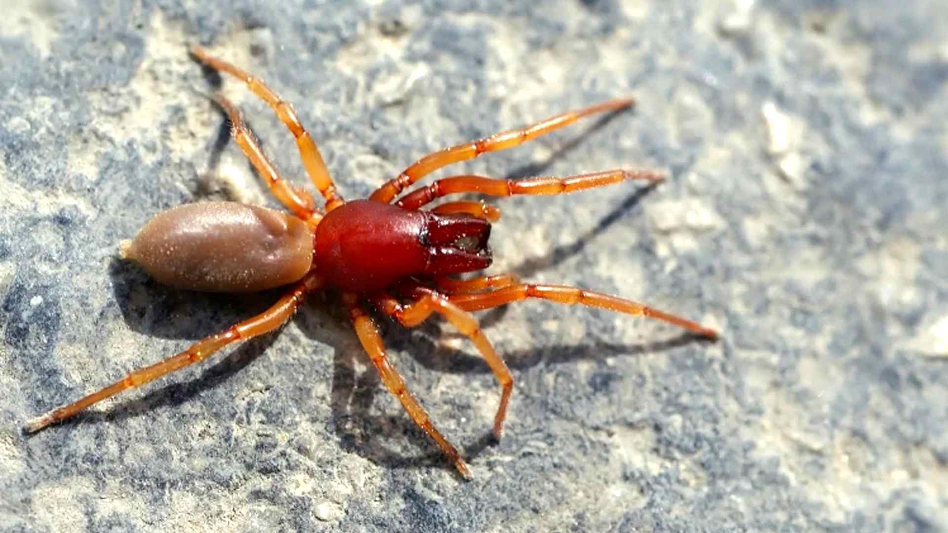 aranha2 - Rádio Pax 2026