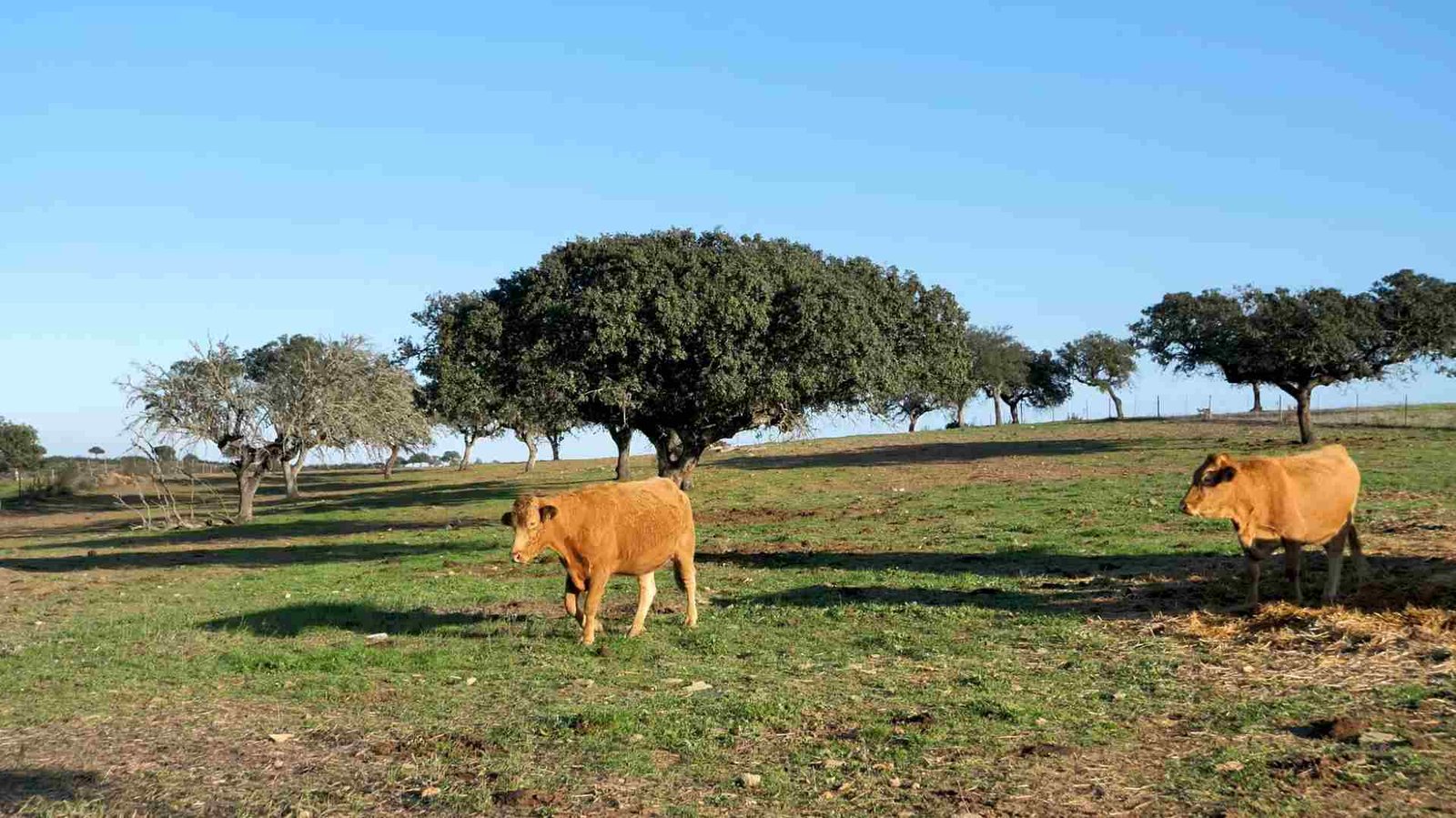 Cerveja, música clássica e vida longa: as vacas japonesas que engordam à sombra do Alqueva (reportagem)